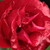Rojo - Rosas Floribunda - Inge Kläger